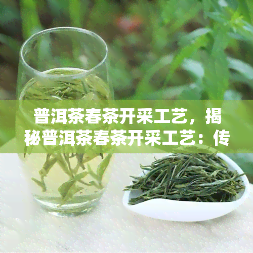 普洱茶春茶开采工艺，揭秘普洱茶春茶开采工艺：传统与现代的完美结合