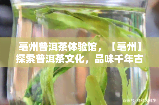 亳州普洱茶体验馆，【亳州】探索普洱茶文化，品味千年古城的魅力——亳州普洱茶体验馆