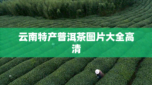 云南特产普洱茶图片大全高清