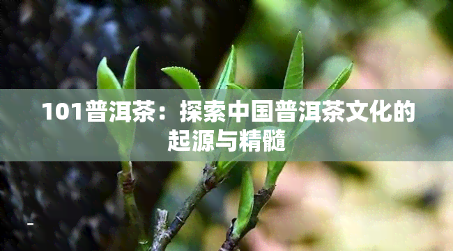 101普洱茶：探索中国普洱茶文化的起源与精髓