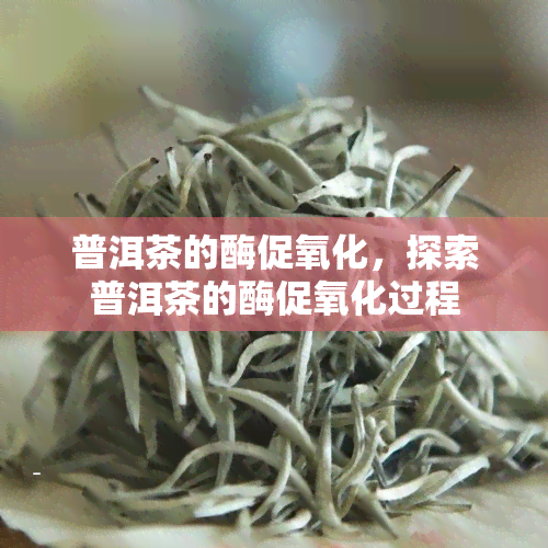 普洱茶的酶促氧化，探索普洱茶的酶促氧化过程