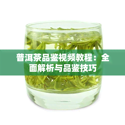 普洱茶品鉴视频教程：全面解析与品鉴技巧