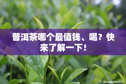 普洱茶哪个最值钱、喝？快来了解一下！