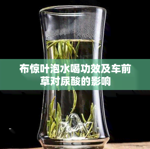 布惊叶泡水喝功效及车前草对尿酸的影响