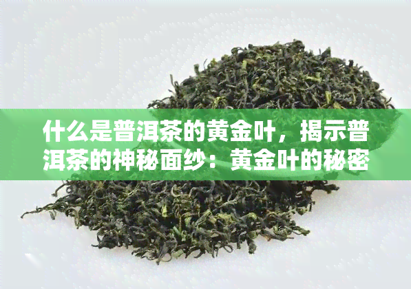 什么是普洱茶的黄金叶，揭示普洱茶的神秘面纱：黄金叶的秘密