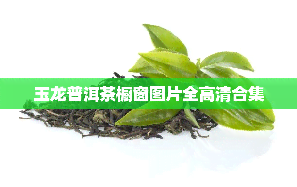 玉龙普洱茶橱窗图片全高清合集