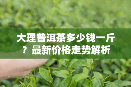 大理普洱茶多少钱一斤？最新价格走势解析