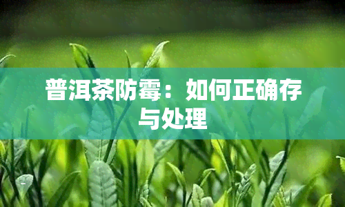 普洱茶防霉：如何正确存与处理