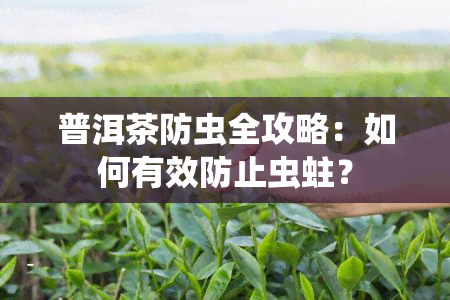 普洱茶防虫全攻略：如何有效防止虫蛀？