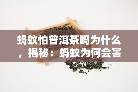 蚂蚁怕普洱茶吗为什么，揭秘：蚂蚁为何会害怕普洱茶？