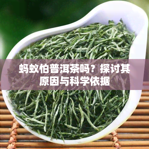 蚂蚁怕普洱茶吗？探讨其原因与科学依据