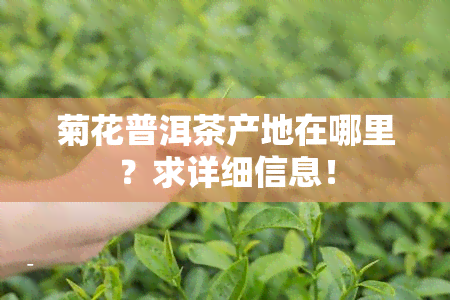 菊花普洱茶产地在哪里？求详细信息！