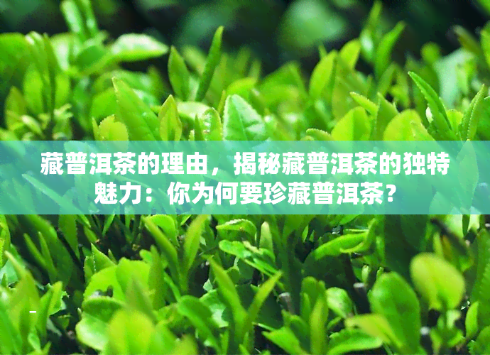 藏普洱茶的理由，揭秘藏普洱茶的独特魅力：你为何要珍藏普洱茶？