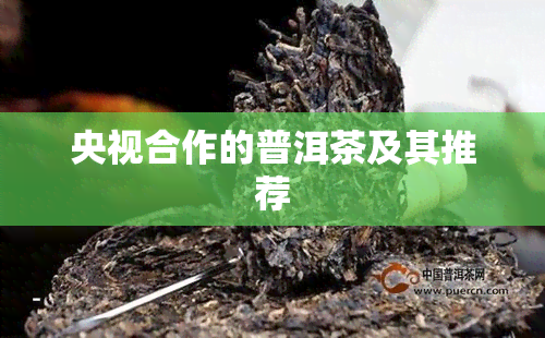 央视合作的普洱茶及其推荐