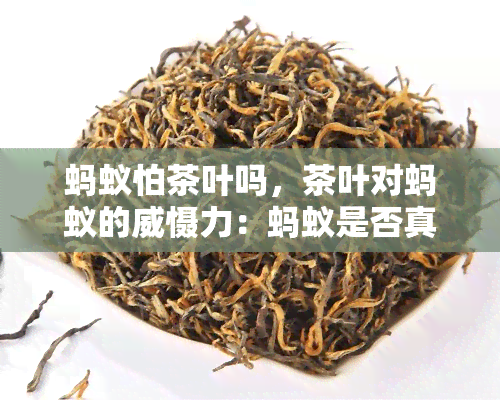 蚂蚁怕茶叶吗，茶叶对蚂蚁的威慑力：蚂蚁是否真的怕茶叶？