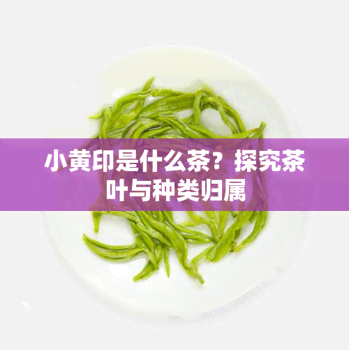 小黄印是什么茶？探究茶叶与种类归属