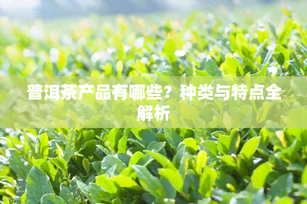 普洱茶产品有哪些？种类与特点全解析