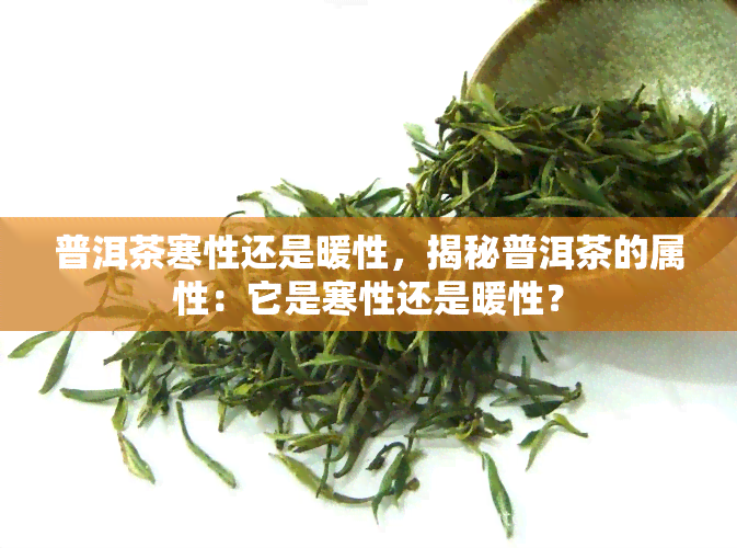 普洱茶寒性还是暖性，揭秘普洱茶的属性：它是寒性还是暖性？