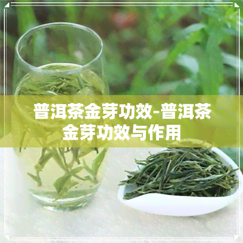 普洱茶金芽功效-普洱茶金芽功效与作用