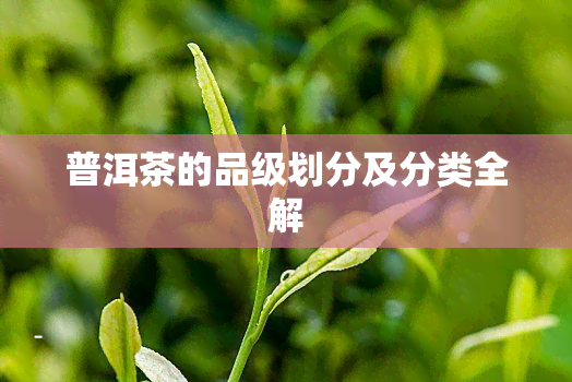 普洱茶的品级划分及分类全解