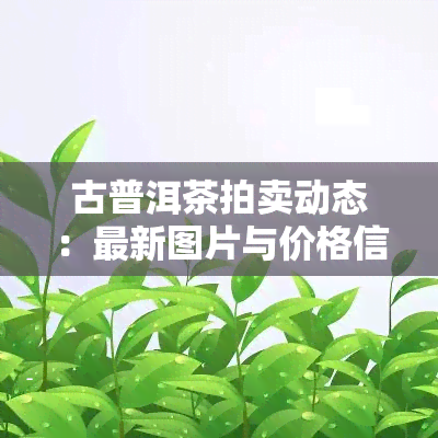 古普洱茶拍卖动态：最新图片与价格信息