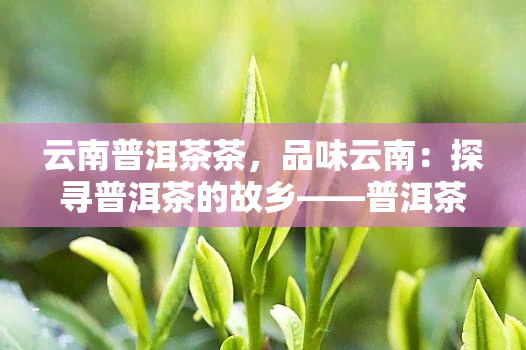 云南普洱茶茶，品味云南：探寻普洱茶的故乡——普洱茶茶