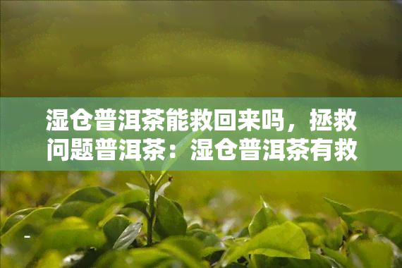 湿仓普洱茶能救回来吗，拯救问题普洱茶：湿仓普洱茶有救吗？