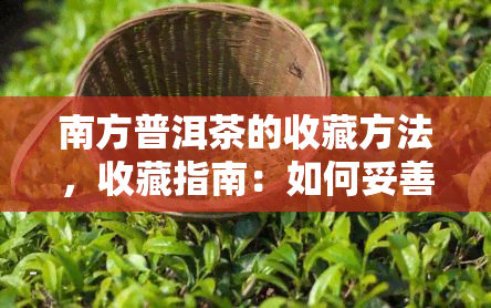 南方普洱茶的收藏方法，收藏指南：如何妥善保存南方普洱茶？