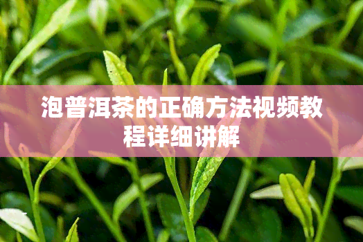 泡普洱茶的正确方法视频教程详细讲解