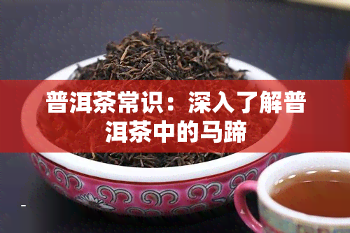 普洱茶常识：深入了解普洱茶中的马蹄