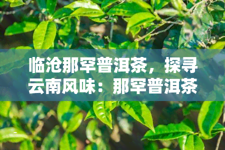 临沧那罕普洱茶，探寻云南风味：那罕普洱茶的魅力与故事