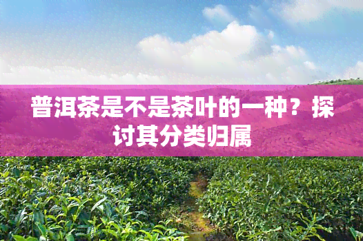 普洱茶是不是茶叶的一种？探讨其分类归属