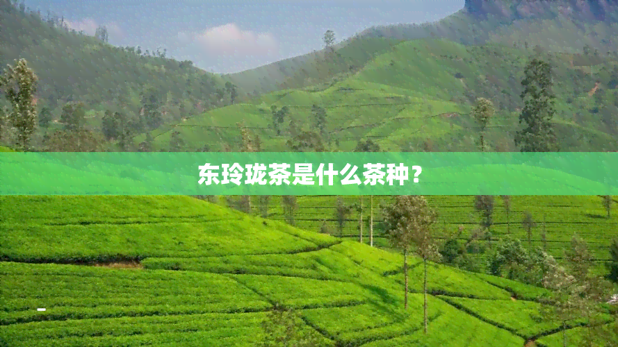 东玲珑茶是什么茶种？