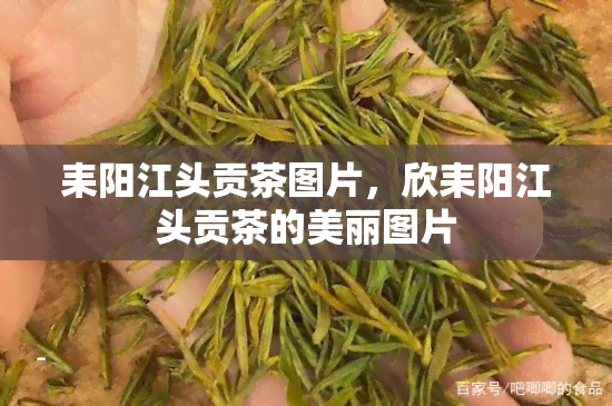 耒阳江头贡茶图片，欣耒阳江头贡茶的美丽图片