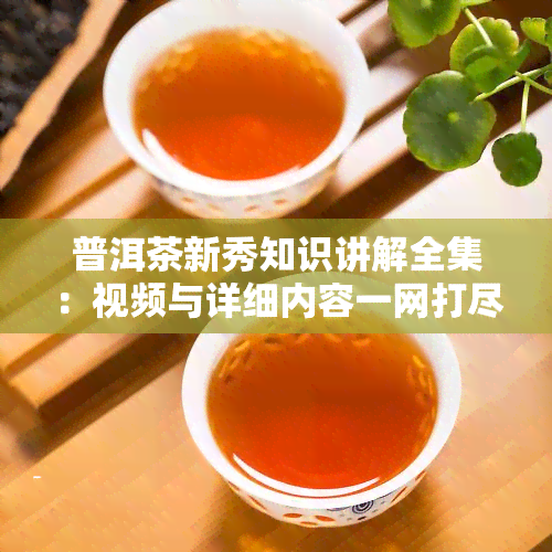 普洱茶新秀知识讲解全集：视频与详细内容一网打尽