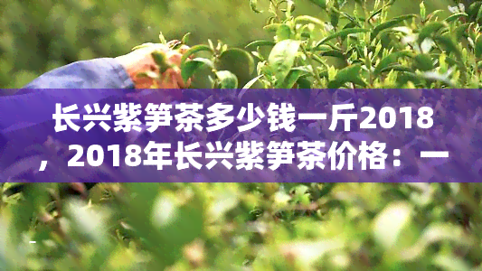 长兴紫笋茶多少钱一斤2018，2018年长兴紫笋茶价格：一斤多少钱？