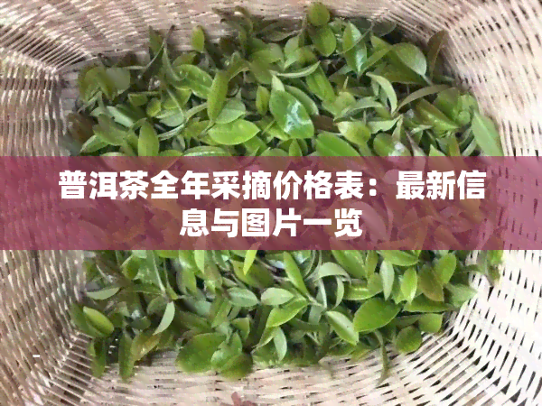 普洱茶全年采摘价格表：最新信息与图片一览