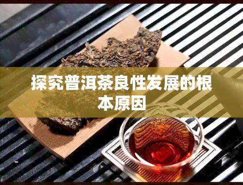 探究普洱茶良性发展的根本原因