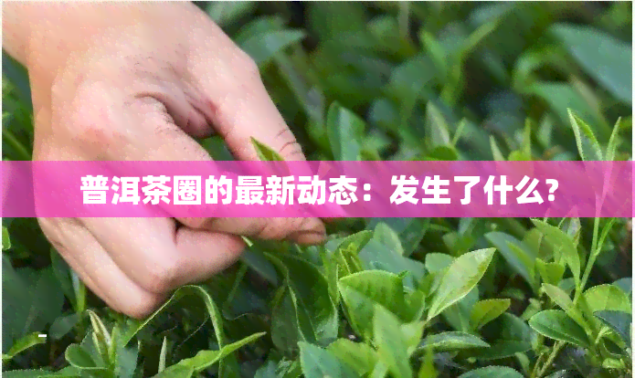 普洱茶圈的最新动态：发生了什么?