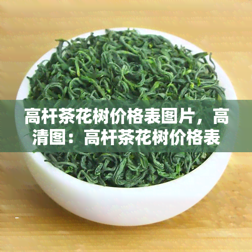 高杆茶花树价格表图片，高清图：高杆茶花树价格表一览