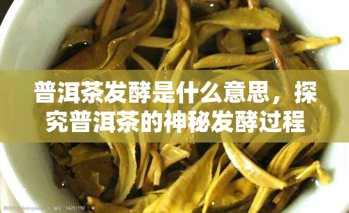 普洱茶发酵是什么意思，探究普洱茶的神秘发酵过程