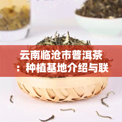 云南临沧市普洱茶：种植基地介绍与联系方式