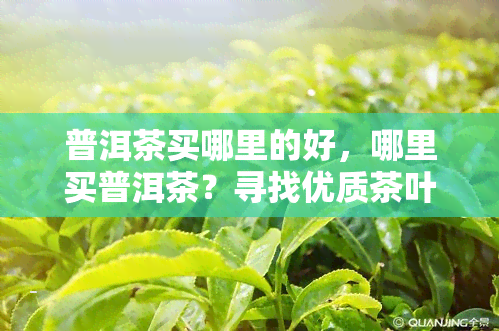 普洱茶买哪里的好，哪里买普洱茶？寻找优质茶叶的指南