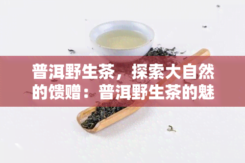 普洱野生茶，探索大自然的馈赠：普洱野生茶的魅力与价值