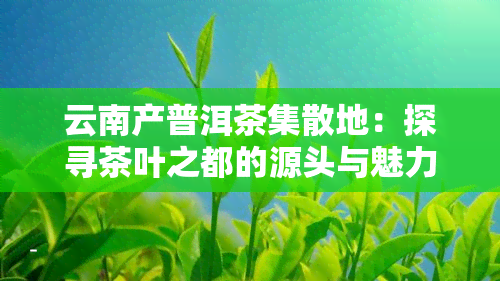 云南产普洱茶集散地：探寻茶叶之都的源头与魅力