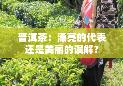 普洱茶：漂亮的代表还是美丽的误解？