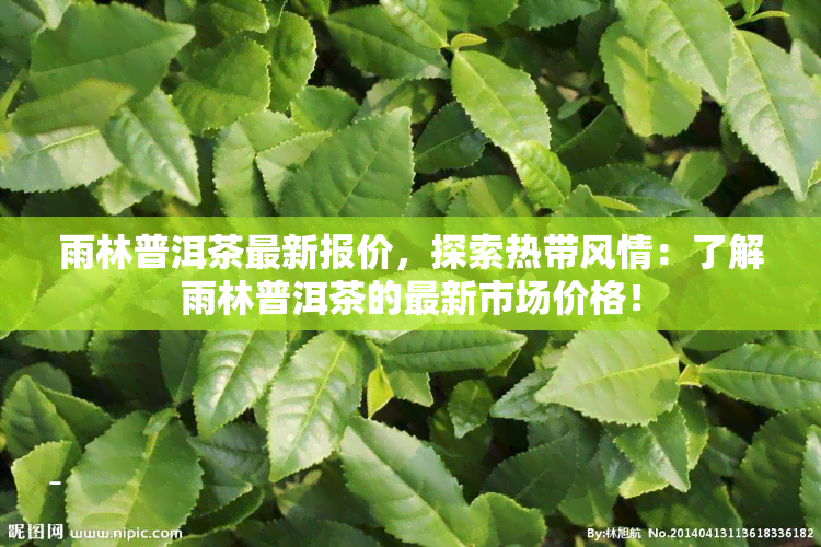 雨林普洱茶最新报价，探索热带风情：了解雨林普洱茶的最新市场价格！