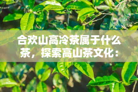 合欢山高冷茶属于什么茶，探索高山茶文化：合欢山高冷茶的品种与特点