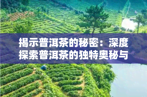 揭示普洱茶的秘密：深度探索普洱茶的独特奥秘与魅力