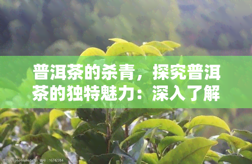 普洱茶的杀青，探究普洱茶的独特魅力：深入了解杀青工艺